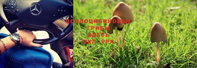 даркнет наркотические препараты  Армянск  Псилоцибиновые грибы MAGIC MUSHROOMS 